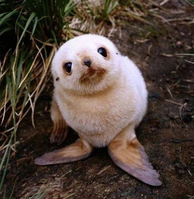 Facts About Animals (37 pics)