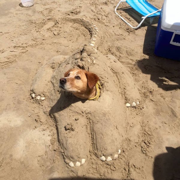 Funny And Strange Situations On The Beaches (34 pics)