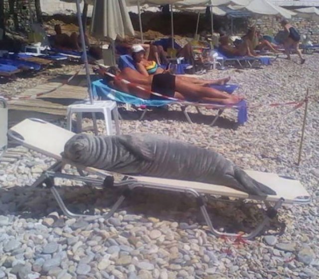 Funny And Strange Situations On The Beaches (34 pics)