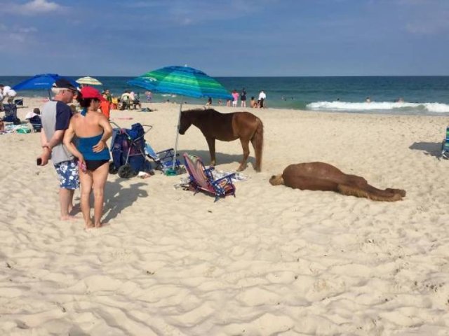 Funny And Strange Situations On The Beaches (34 pics)