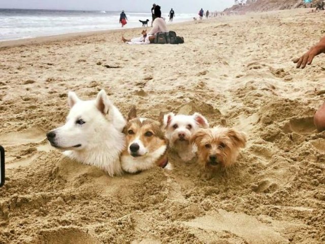 Funny And Strange Situations On The Beaches (34 pics)