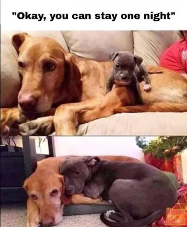 Kind Jokes And Stories (32 pics)