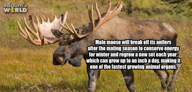Random Facts (38 pics)