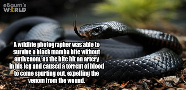 Random Facts (38 pics)