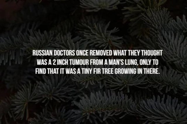 Creepy Facts (14 pics)