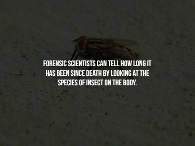 Creepy Facts (14 pics)