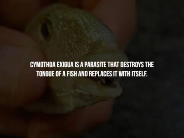Creepy Facts (14 pics)
