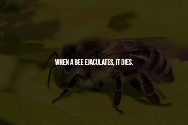 Creepy Facts (14 pics)
