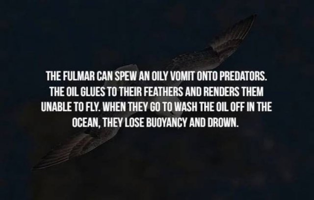 Creepy Facts (14 pics)