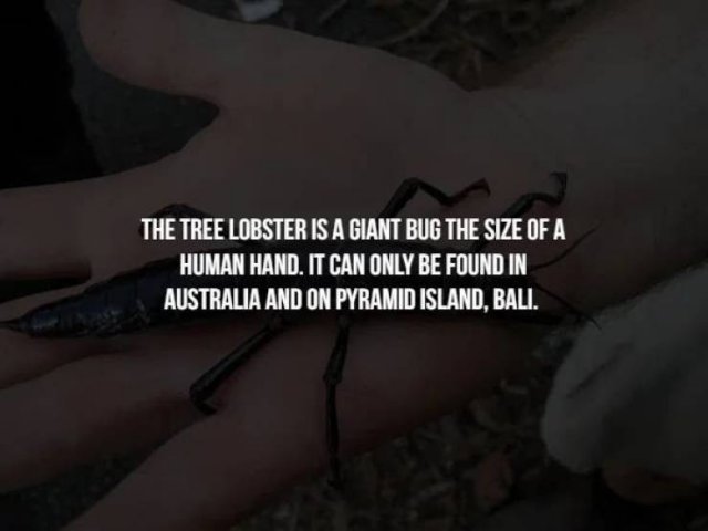 Creepy Facts (14 pics)
