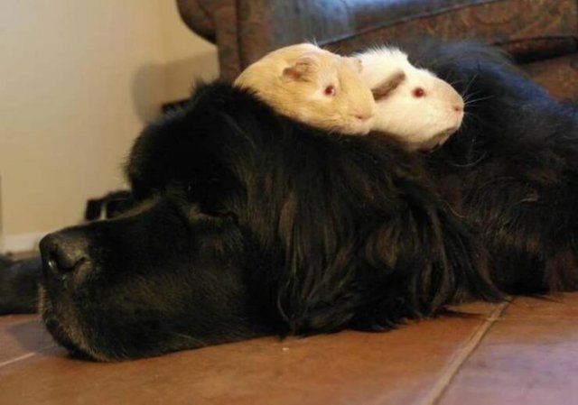 Kind Photos And Stories (34 pics)