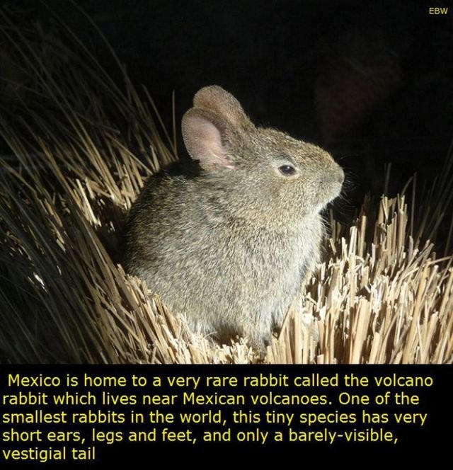 Interesting Facts About Mexico (22 pics)