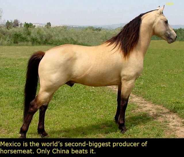 Interesting Facts About Mexico (22 pics)