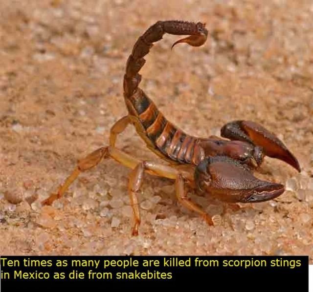 Interesting Facts About Mexico (22 pics)