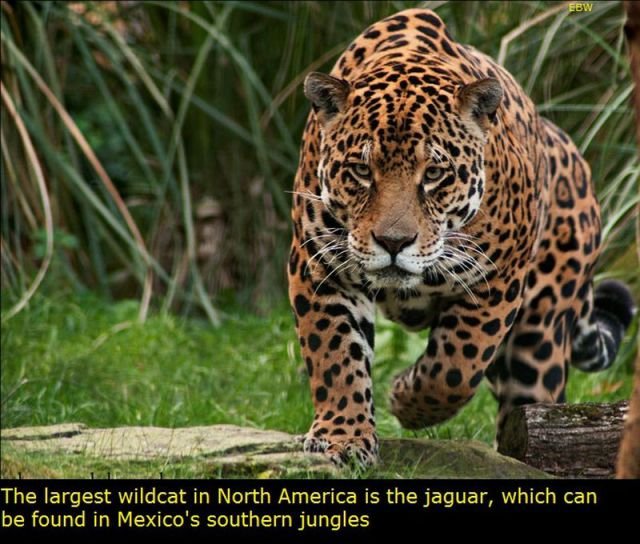 Interesting Facts About Mexico (22 pics)