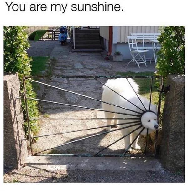 Funny Memes (40 pics)
