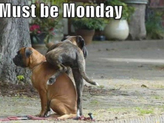 Monday Memes (19 pics)