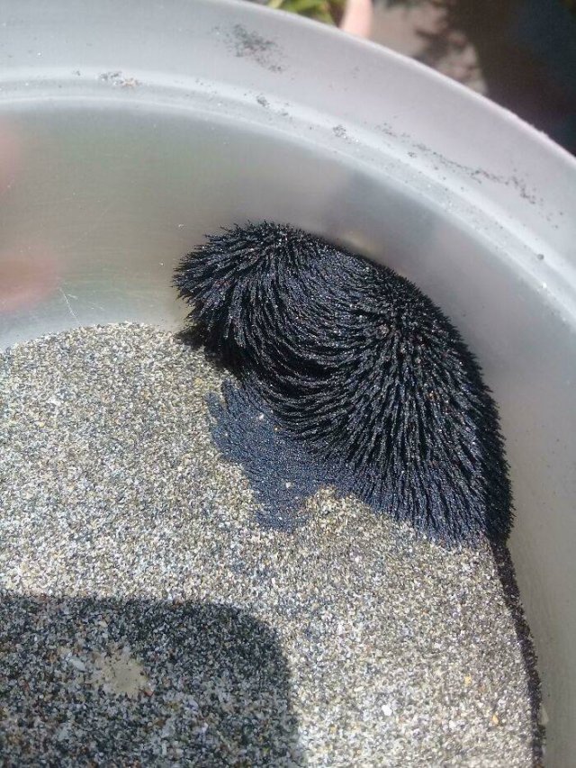 What Are These Things? (44 pics)