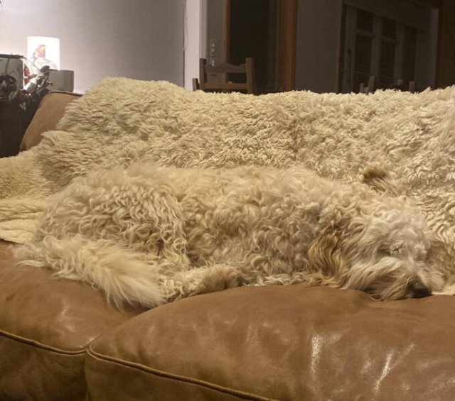 Strange Finds And Situations (30 pics)