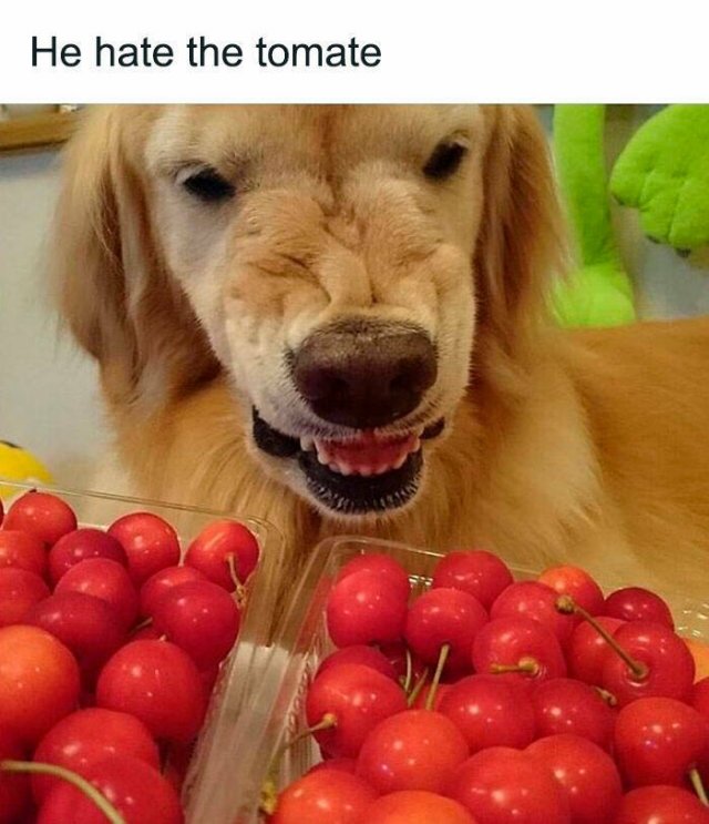 Food Memes (27 pics)