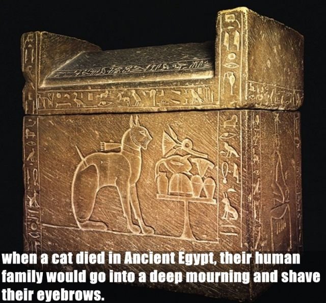 Random Facts (24 pics)