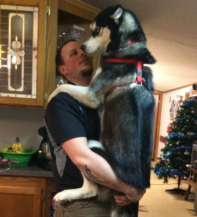 Funny Photos For A Good Mood (43 pics)