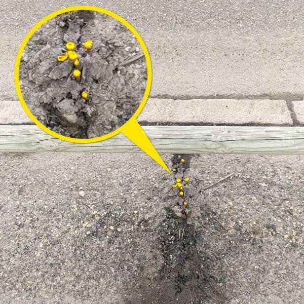 The Power Of Nature (17 pics)