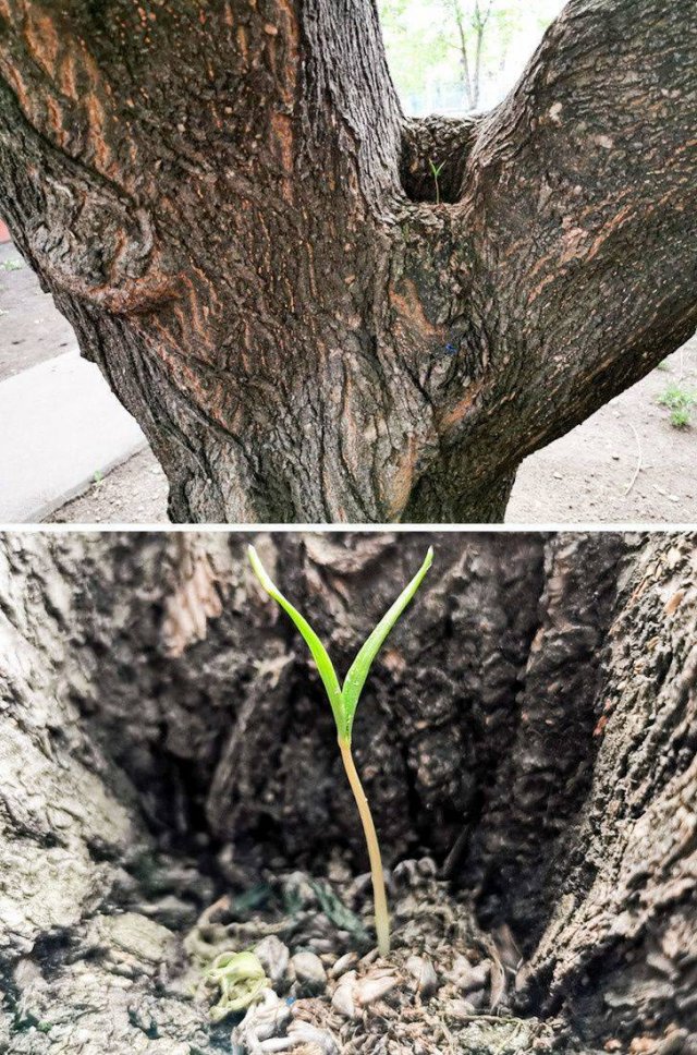 The Power Of Nature (17 pics)