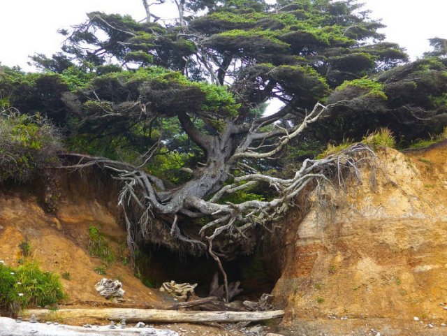 The Power Of Nature (17 pics)