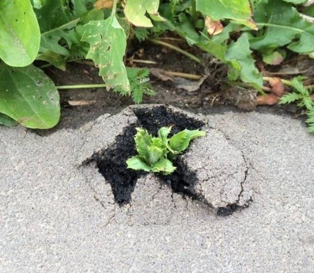 The Power Of Nature (17 pics)
