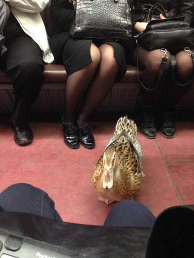 Funny Photos For A Good Mood (43 pics)