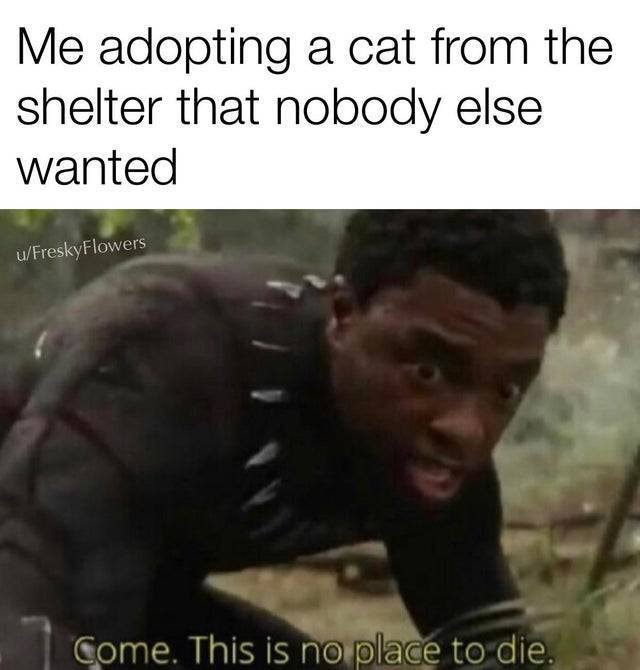 Kind Memes (37 pics)