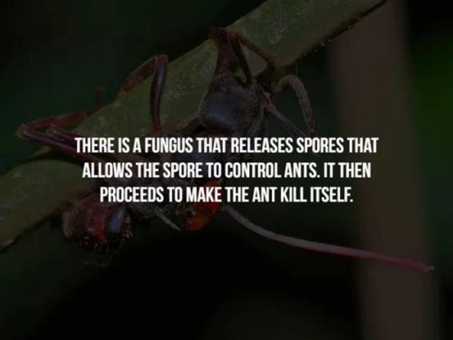 Creepy Facts (14 pics)