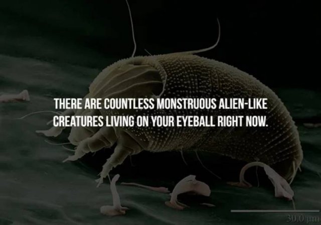 Creepy Facts (14 pics)