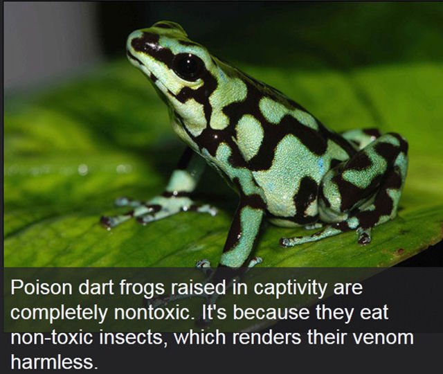 Interesting Facts (43 pics)