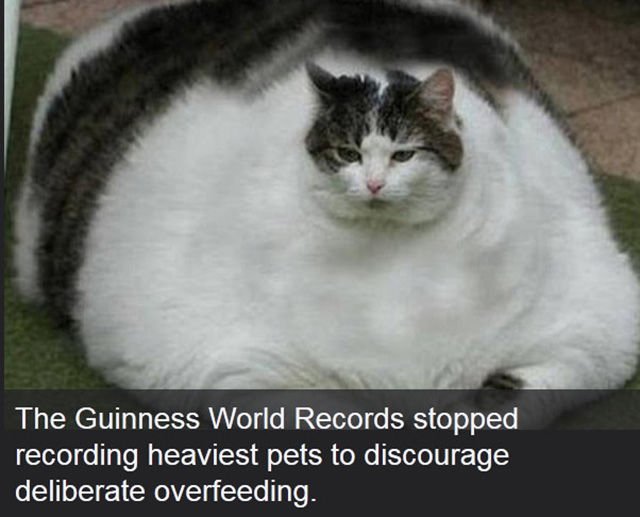 Interesting Facts (43 pics)