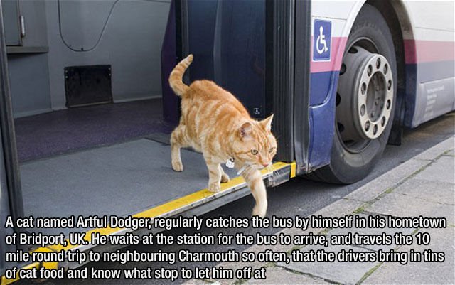 Interesting Facts (43 pics)
