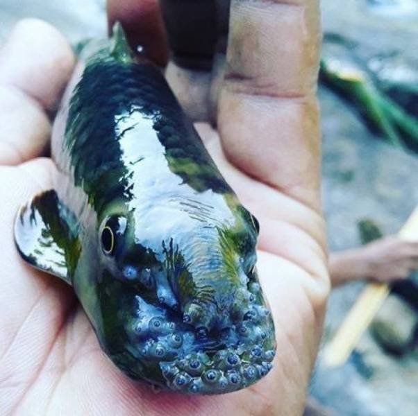 Interesting Finds (37 pics)