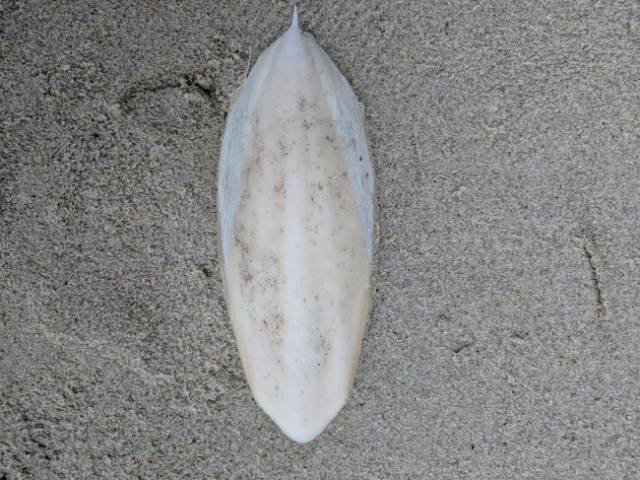 Interesting Finds (37 pics)