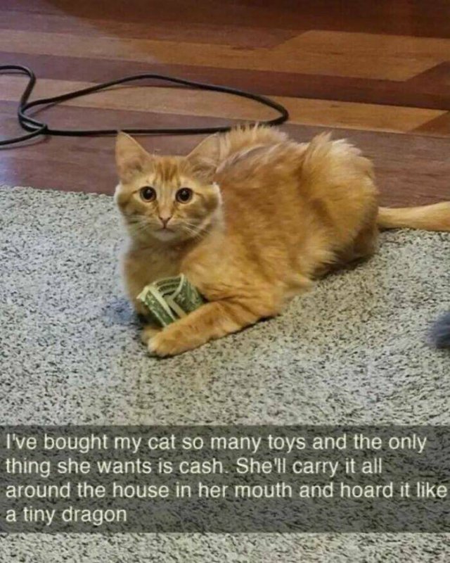 Memes With Cats (27 pics)