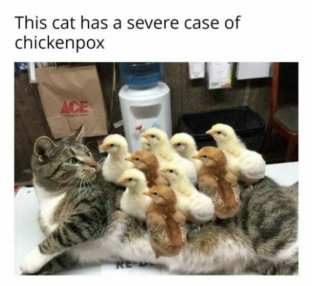 Memes With Cats (27 pics)