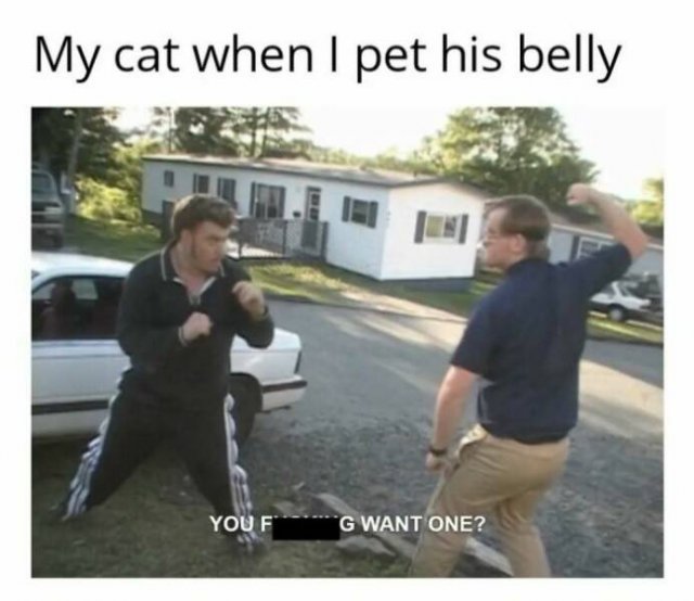 Memes With Cats (27 pics)