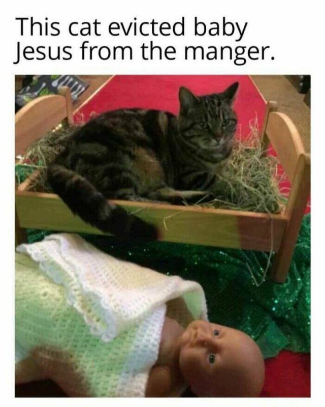 Memes With Cats (27 pics)