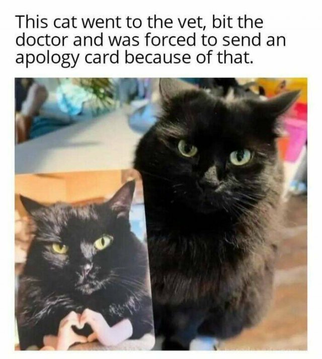 Memes With Cats (27 pics)