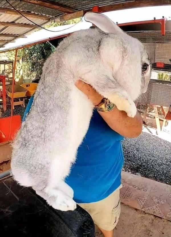 Giant Things (17 pics)