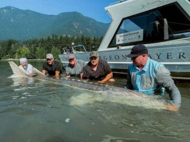 Giant Things (17 pics)