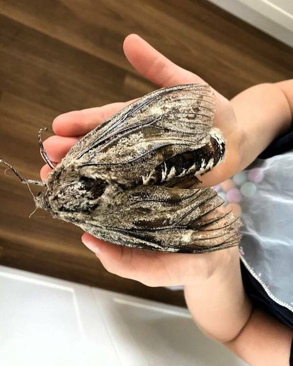 Giant Things (17 pics)