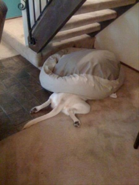 Epic Fails (65 pics)
