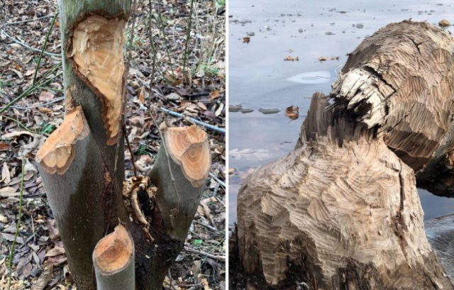 Interesting Finds And Discoveries (18 pics)
