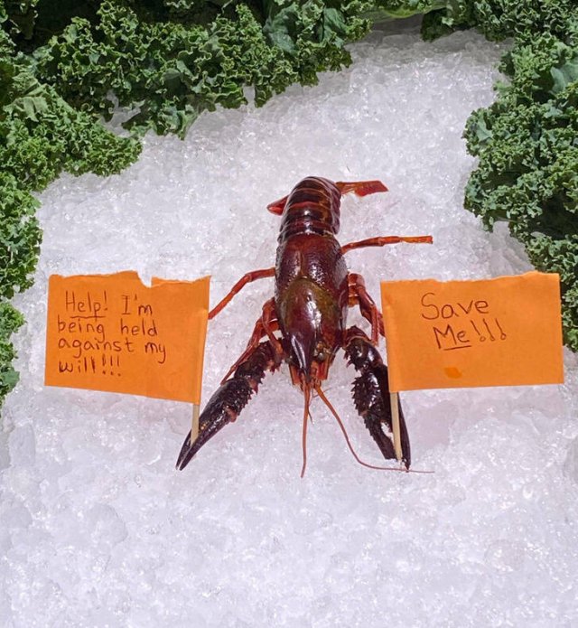 Strange Finds (17 pics)
